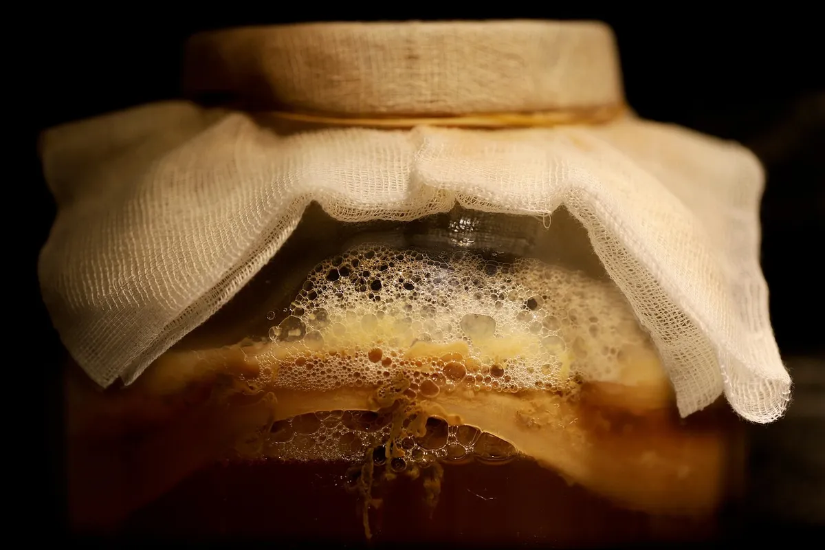 kombucha, fermented drink, fermentation, kombucha mushroom, scoby, tea mushroom, ferment, kombucha, kombucha, kombucha, kombucha, kombucha, fermentation, fermen
