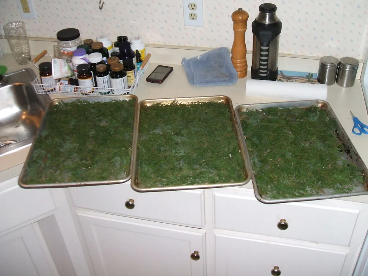 Three baking sheets full of cedar
